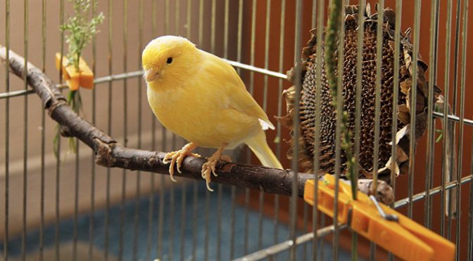 Tanda Kecil yang Perlu Diperhatikan ketika Burung Sakit