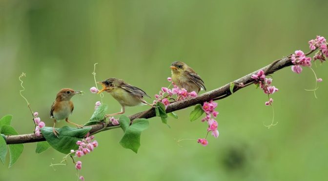 Keunikan Burung yang Makin Jauh Terbang Maka Beragam Genetik
