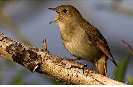 Fakta Menarik Burung Bulbul Yang Harus Di Ketahui
