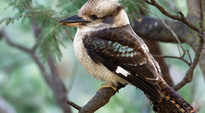 Fakta Unik Burung Kookaburra Yang Harus Di Ketahui