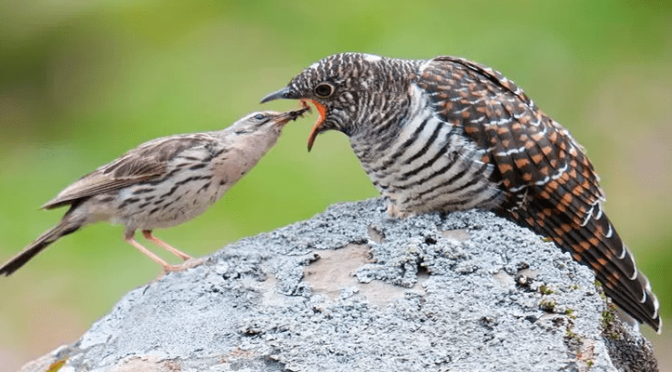 Fakta dan Mitos Menarik dari Burung Kedasih yang Licik
