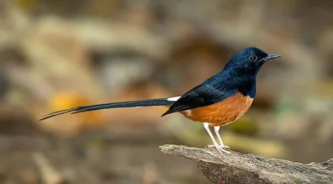 Fakta Menarik Burung Murai Batu Yang Harus Di Ketahui