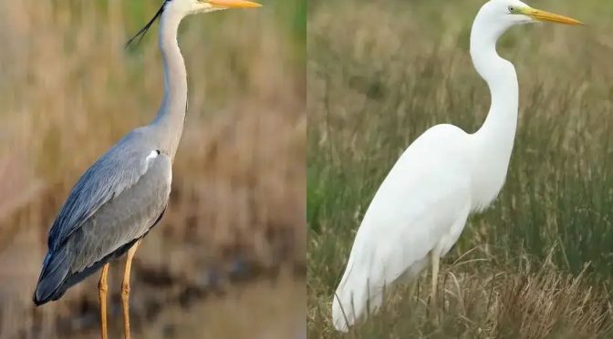 Fakta Menarik Burung Bangau Yang Harus Di Ketahui
