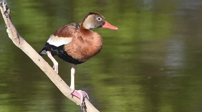 Keunikan Burung Air Belibis yang Sering Disangka Bebek