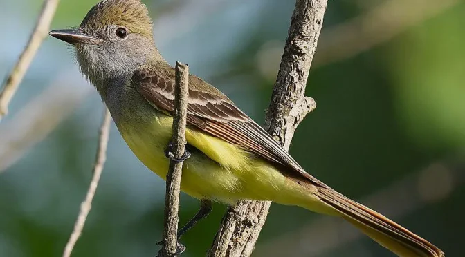 Fakta Menarik Burung Sikatan Jambul Besar