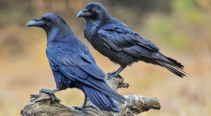 Perbedaan Menarik dari Raven dan Crow yang Jarang Diketahui