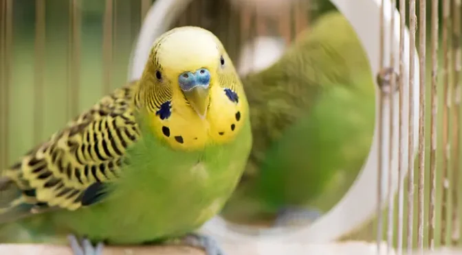 Fakta Menarik Burung Bayan Yang Harus Di Ketahui