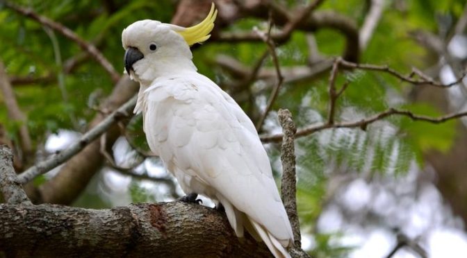 Keunikan dan Sifat yang Jarang Diketahui dari Burung Kakatua