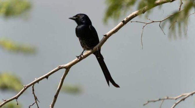 Fakta Menarik Burung Srigunting Kelabu Yang Harus Di Ketahui