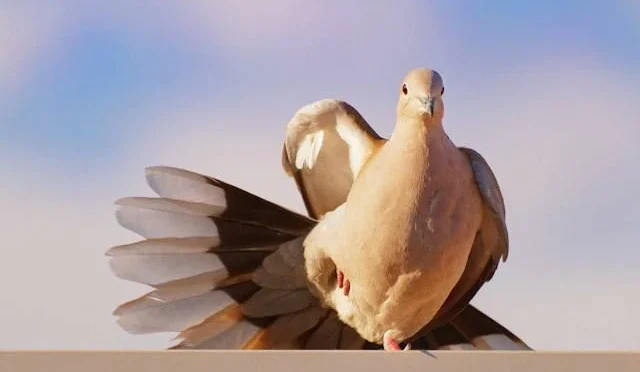 Fakta Menarik Burung Puter Yang Harus Di Ketahui