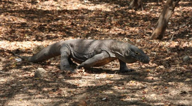 3 Fakta Komodo Hewan Khas Yang Ada Di Indonesia