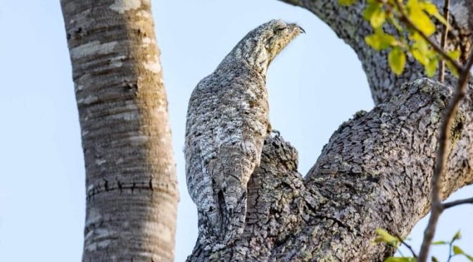 Burung Unik Dunia Yang Memiliki Cara Hidup Tidak Biasa