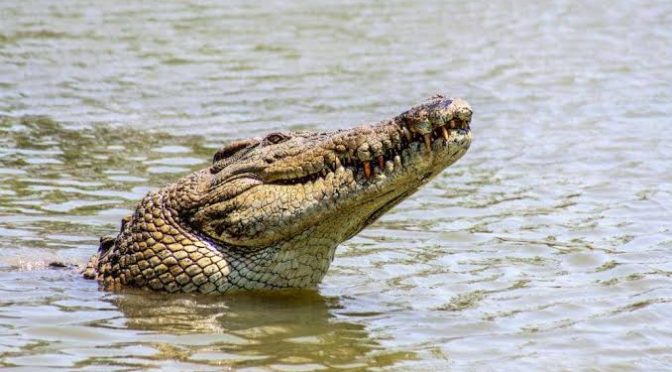 Fakta Menarik Dari Buaya Reptil Terbesar Di Bumi