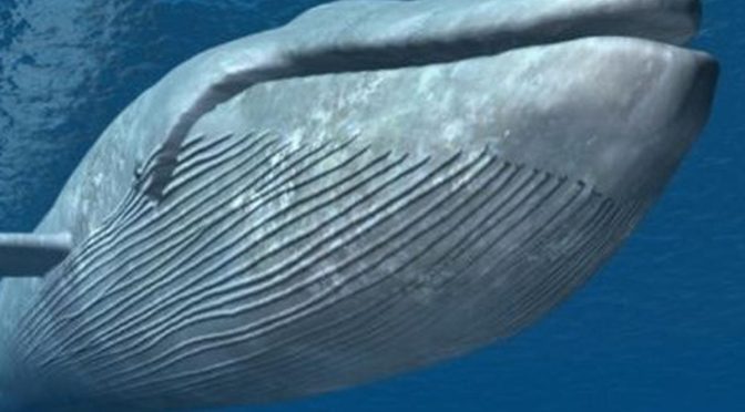 Fakta Menarik Ikan Paus Raksasa Laut