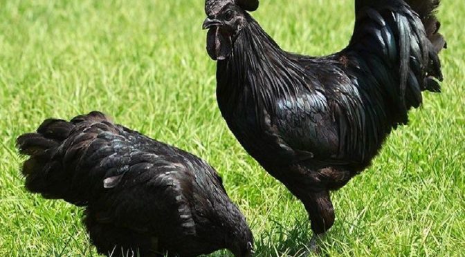 Fakta Menarik Tentang Ayam Yang Menyimpan Banyak Keunikan