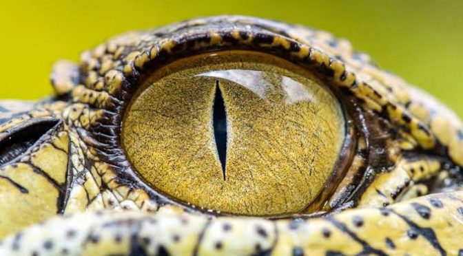Fakta Menarik Tentang Buaya Predator Tangguh Kemampuan