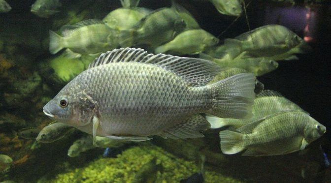 Ikan Air Tawar Dan Struktur Tubuh Ikan