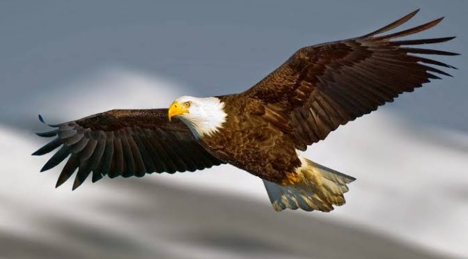 Jenis Burung Elang dengan Penjelasan dan Ciri Khasnya