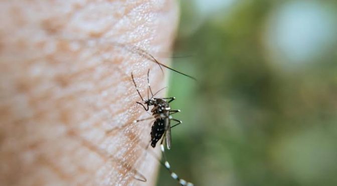 Nyamuk Serangga Kecil Kehidupan Yang Lebih Rumit