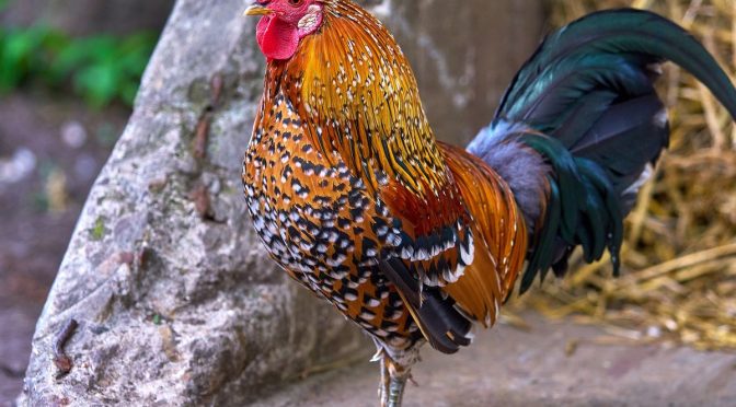 Suara Ayam Ternyata Memiliki Arti Yang Berbeda Dalam Kehidupan