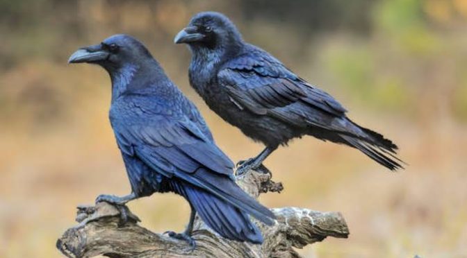 Burung-Burung Terpandai Di Eropa Yang Harus Diketahui