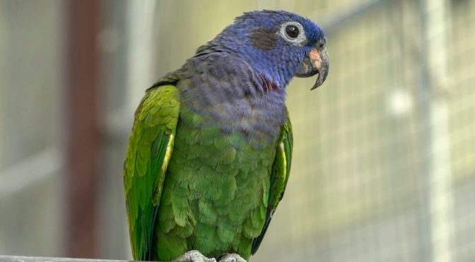 Kemampuan Unik Yang Membuat Burung Terlihat Seperti Berbicara