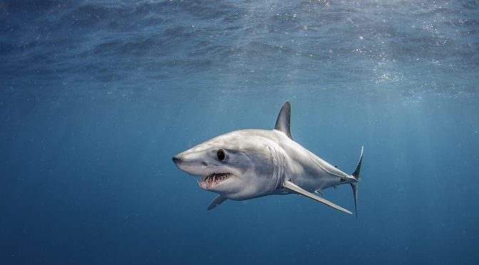 Mengenal Kehidupan Ikan Hiu Dan Keunikan Predator Laut