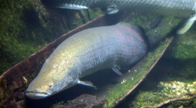 Sungai Amazon Menyimpan Ikan Dengan Bentuk Yang Besar