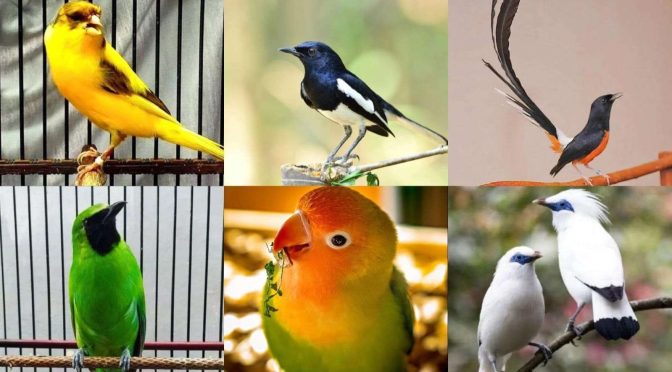 Burung Burung Yang Paling Populer Di Indonesia